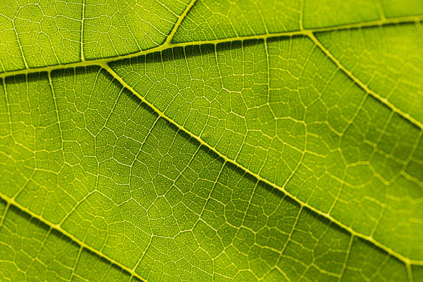 istock Macro photography of leaves,Leaf vain pattern macro image, green leaf macro, leaf texture, leaf background texture macro photography 2247648841