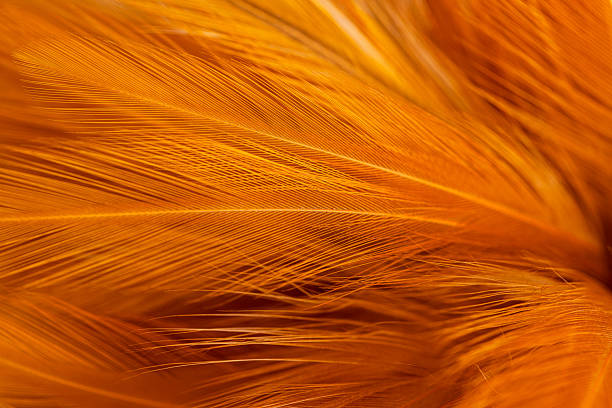 istock Brown feather macro close up,Close-up of brown blurred soft feather texture,Brown macro feather texture,macro photo of brown hen feathers. background or textura,Chicken feather macro,background soft chicken feather color brow 2247648877