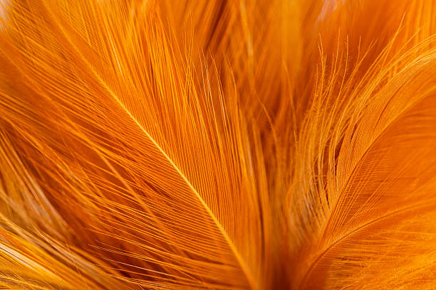 istock Brown feather macro close up,Close-up of brown blurred soft feather texture,Brown macro feather texture,macro photo of brown hen feathers. background or textura,Chicken feather macro,background soft chicken feather color brow 2247648907