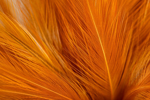 istock Brown feather macro close up,Close-up of brown blurred soft feather texture,Brown macro feather texture,macro photo of brown hen feathers. background or textura,Chicken feather macro,background soft chicken feather color brow 2247648910