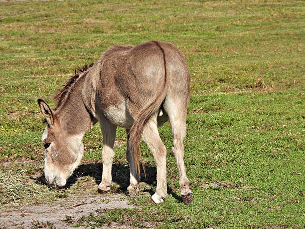 istock Donkey (Equus africanus asinus) - grazing on  a grass hay seed mix 2247649165