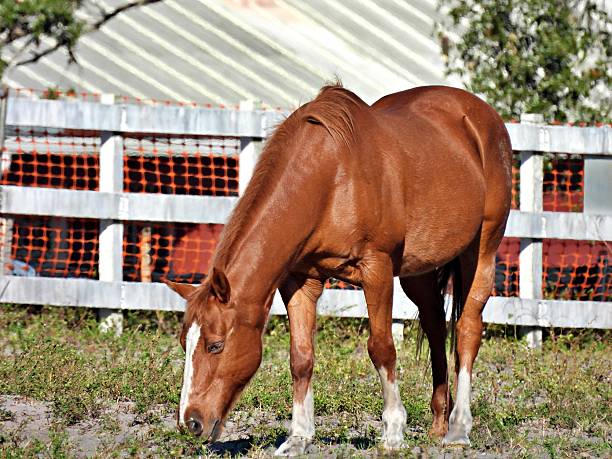 A cropped photo of an unrecognizable Caucasian woman riding a beautiful, brown horse on a paved path in rural Oregon.