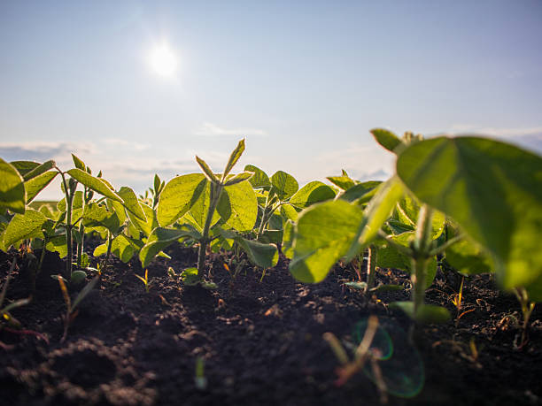 istock Green Seedlings Grow Under a Sunny Sky 2247650257