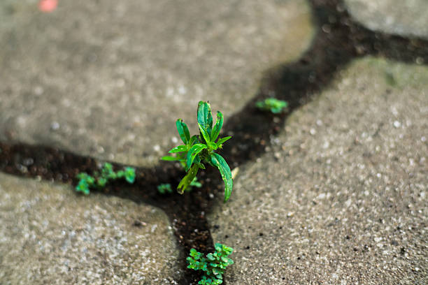 A tiny vibrant green plant grows from cracks in the concrete signifying resilience and new beginnings