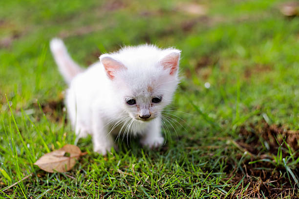 istock Adorable White Kitten Exploring the Outdoors on a Sunny Green Lawn 2247651020
