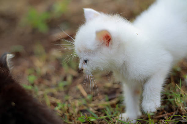 istock A pristine white kitten exploring its surroundings with an inquisitive gaze outdoors 2247651740