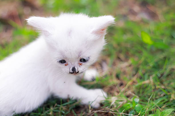 istock Adorable white kitten explores the world with curiosity in a green meadow 2247651942