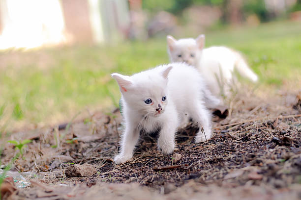 Two cute white kittens are playing in the garden they look adorable and curious exploring their surroundings on a bright day