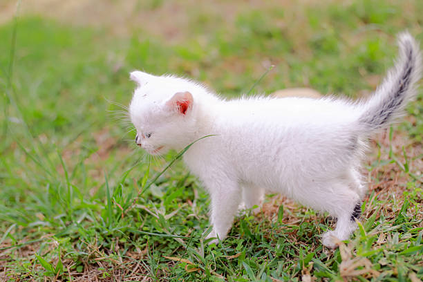 istock Adorable White Kitten Exploring the World in a Green Meadow on a Summer Day 2247652072