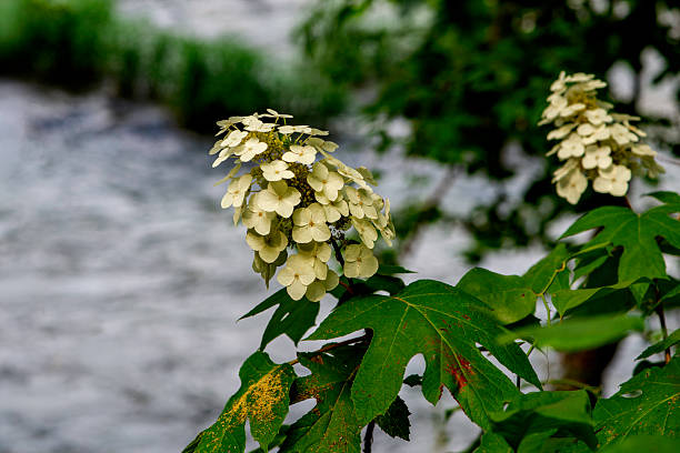 Oak leaf hydrangea shows its beautiful blooms near the Cahaba River. The delicate flowers stand out against the vibrant green leaves and flowing water, creating a serene scene.