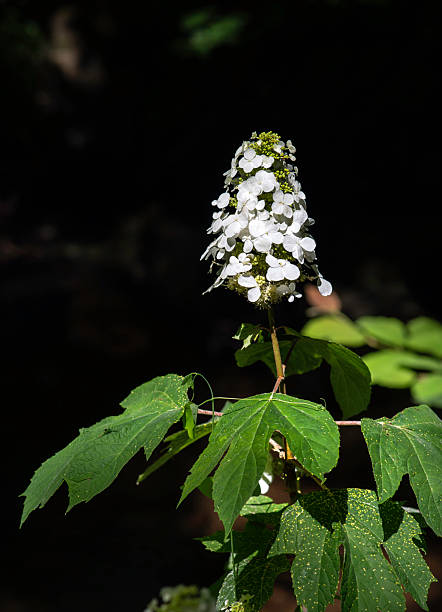 White petals of oak leaf hydrangea shine brightly along the Cahaba River, surrounded by lush green leaves.