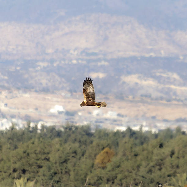 istock Western Marsh Harrier (Circus aeruginosus) Flying Low Over Akrotiri Meadow in Limassol 2247653428