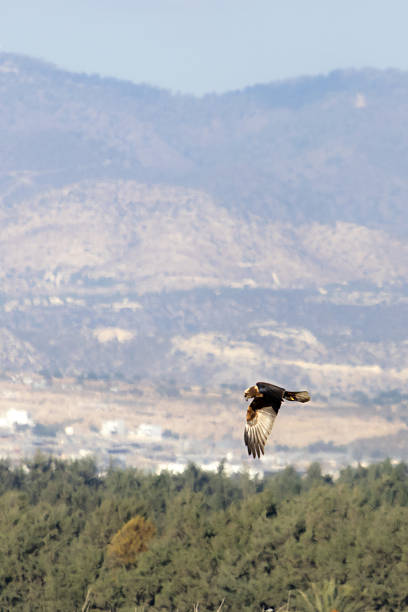istock Western Marsh Harrier (Circus aeruginosus) Flying Low Over Akrotiri Meadow in Limassol 2247653433