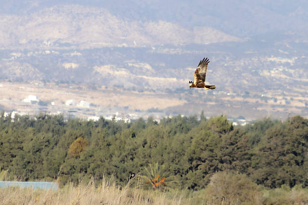 istock Western Marsh Harrier (Circus aeruginosus) Flying Low Over Akrotiri Meadow in Limassol 2247653451