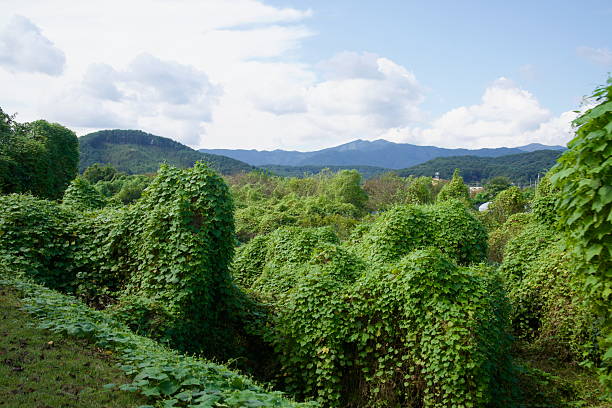 istock Vines Over the Bukhangang Levee 2247653972