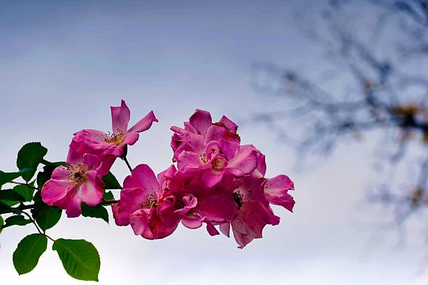 Pink roses are in full bloom with lush green leaves surrounding them. The sky is bright blue with soft clouds, creating a serene atmosphere in a spring garden.