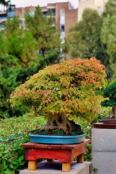 istock Bonsai tree with vibrant autumn colors in a serene garden setting 2247654312