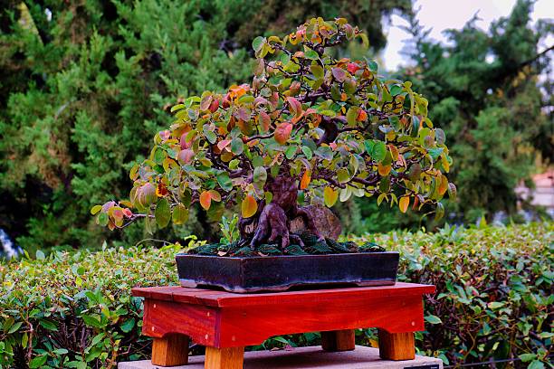 Small Green Bonsai Tree in a Plant Pot