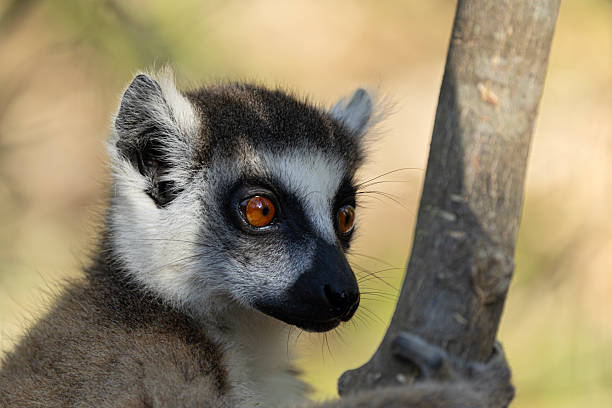 Portrait of a Ring-tailed Lemur, Lemur catta, in Berety Private Reserve in southern Madagascar, Africa. This popular lemur species is endemic to Madagascar and IUCN listed as Endangered.
