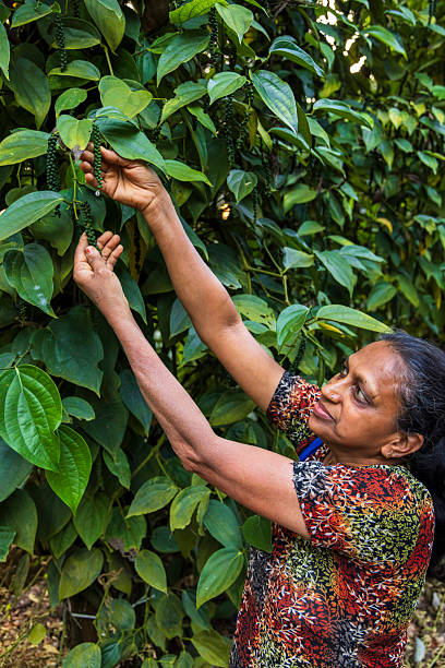 istock Harvesting Peppercorns in Munnar, India 2247655869
