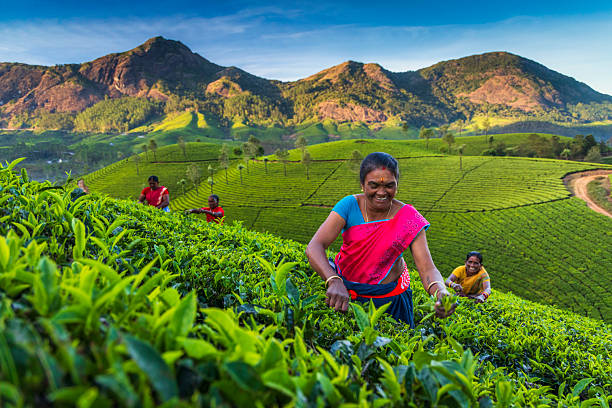 istock Women Tea Pickers in Munnar, India 2247655910