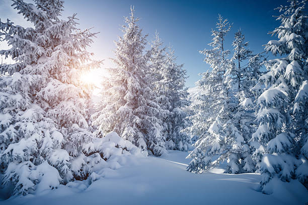 istock Frosty day in snowy coniferous forest. Christmas holiday concept. 2247656184
