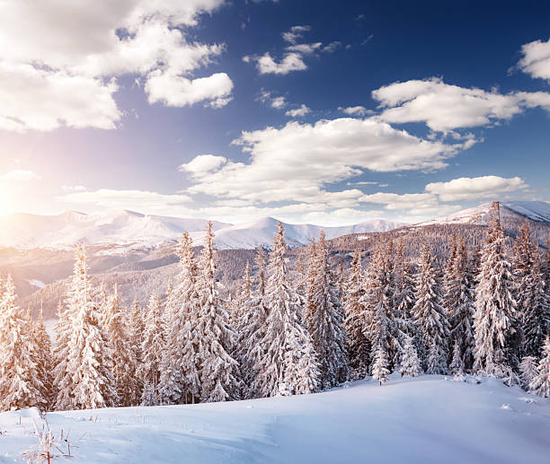 istock Frosty day in snowy coniferous forest. Incredible wintry wallpapers. 2247656220