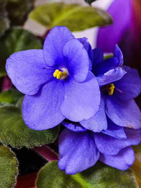 istock Purple African violet flower close-up 2247656252