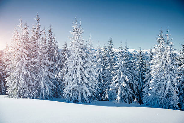 istock Idyllic white spruces on a frosty day. Location Carpathian mountain. 2247656379