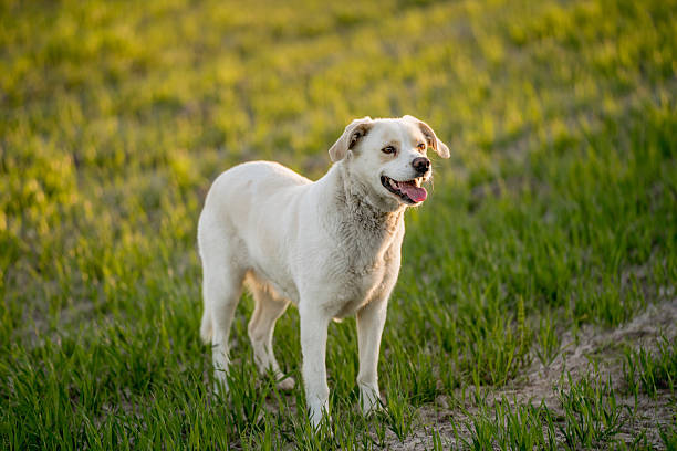 Friendly dog exploring fields and meadows during golden hour. Natural outdoor environment suitable for themes of training, behavior, veterinary care, active lifestyle and pet companionship.
