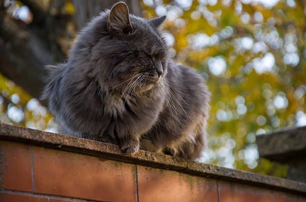 A beautiful, majestic long-haired gray cat sits resting on an old brick wall outdoors. The felines eyes are partially closed in a relaxed state. The background features a strong, bright bokeh effect of yellow and green autumn leaves under sunny light.