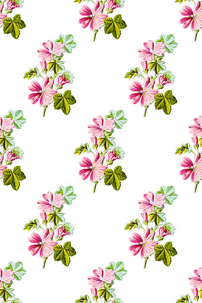 istock Antique color plant flower illustration: Malva neglecta (common mallow) 2247657360
