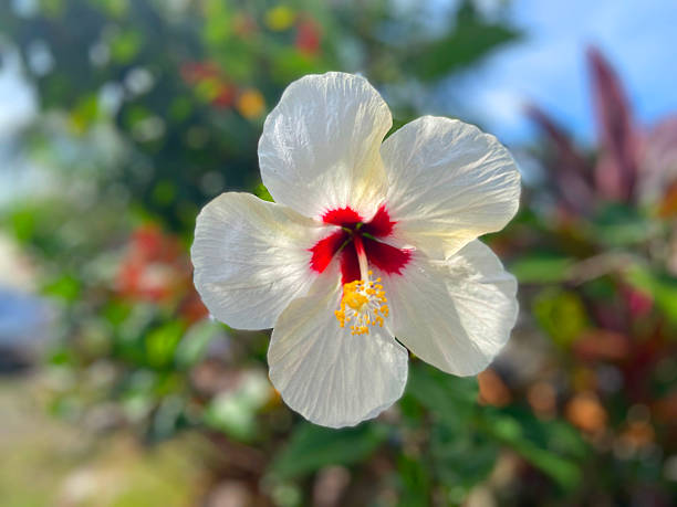 The flower has five large, delicate petals and a striking deep red throat with a bright yellow stamen column, drawing the eye to its center. The image conveys tropical beauty and vibrant nature.