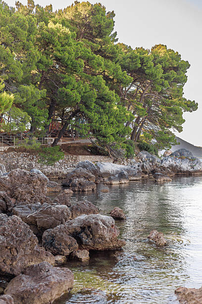 Rocky coastline with pine trees casting shadows over calm sea water, natural Mediterranean landscape.