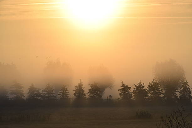 Mist envelops the coniferous forest, tree tops peek through haze. Sun provides golden light, creating a mystical and serene morning landscape.