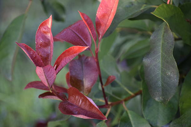 Photinia Red Robin branch with bright red young leaves on a blurred background, highlighting natural beauty and freshness.