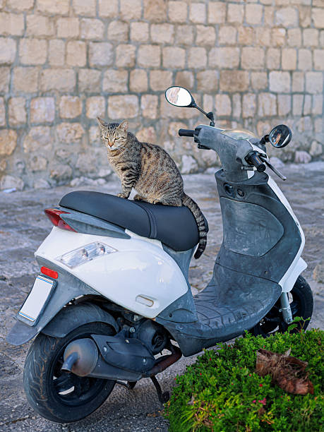 istock Cat sitting on a scooter near stone wall. 2247658099