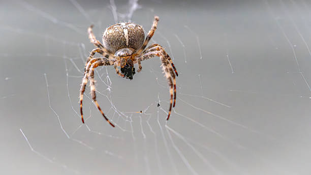 istock The spider hangs in its shimmering web like a little architect of chance, calm, determined, ancient in its elegance. 2247658102