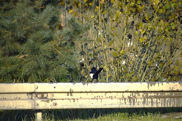 Magpie Walking on a Pavement on a Sunny Day