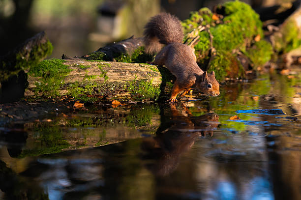 One red squirrel looking for food in an area of woodland in Scotland on an autumn afternoon
