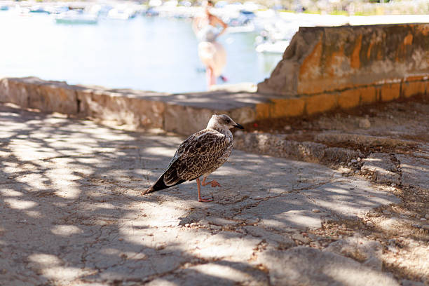 Young seagull walking along a stone edge in partial shade. Good for wildlife imagery, environmental themes and travel-related designs.