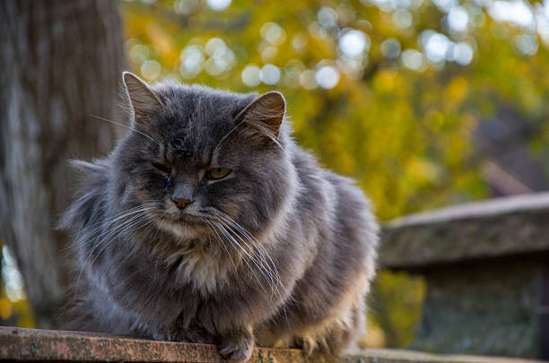 A close-up, low-angle portrait of a serious-looking, long-haired gray cat possibly a stray sitting on an old wooden plank or fence outdoors. The cat has thick fur and appears to be squinting slightly. The background is a soft, warm bokeh of yellow and green autumnal foliage.