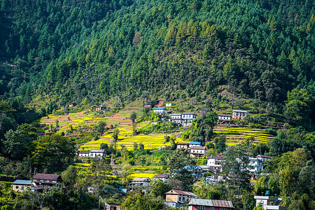 istock Blossoming Mustard Fields of Bhardeu Village, Lalitpur, Nepal 2247658957