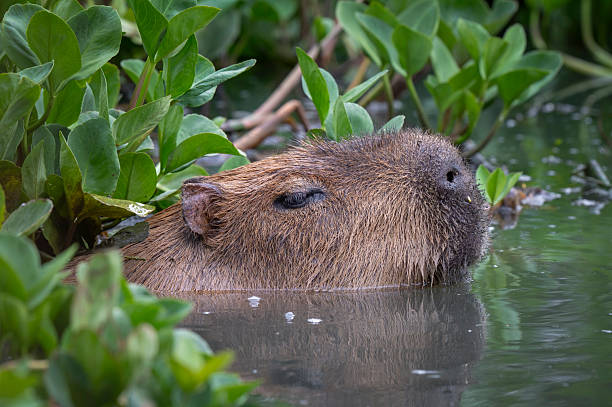 istock Capybara in Water Searching for Food 2247659072