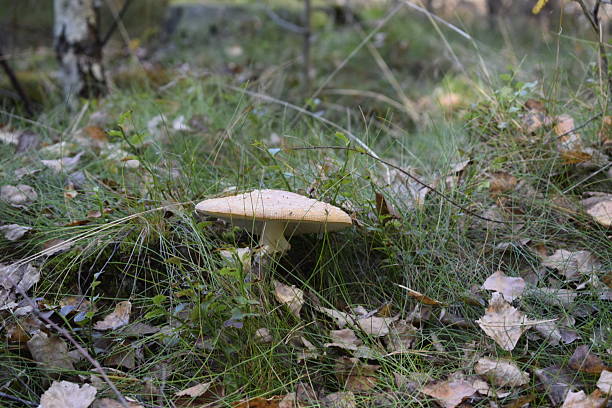Light mushroom grows among green grass and fallen leaves in the forest. Cap and stem visible in close-up, surrounded by vegetation and small shrubs.