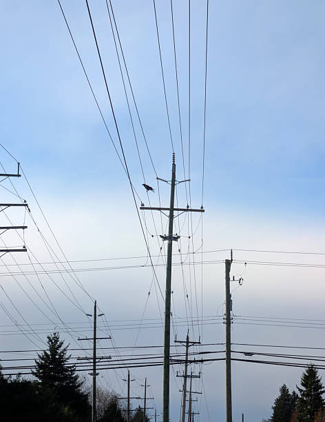istock Crow Watches from a Power Line in Canada 2247659298