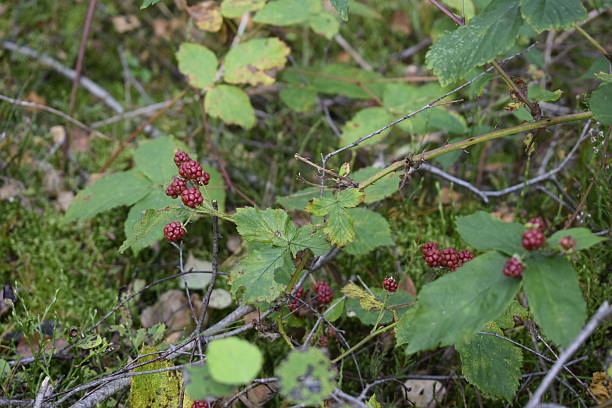 istock Unripe red fruits on branch close-up 2247659667