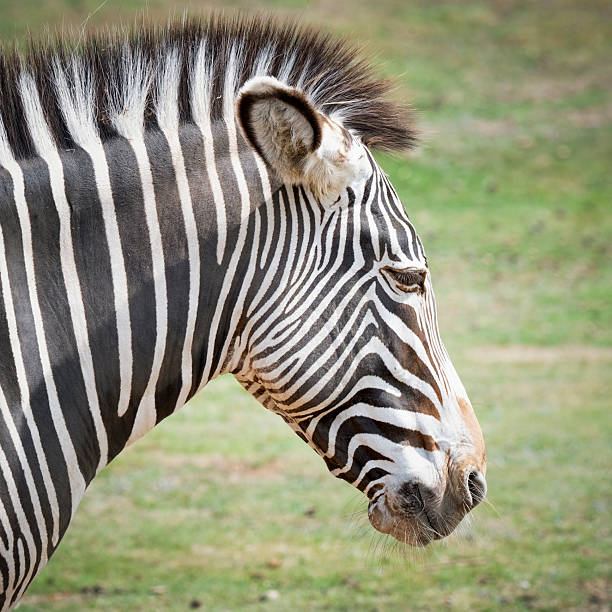 Profile view of striped equine standing in savannah area of Tanzania’s Ngorongoro Crater, UNESCO World Heritage Site and largest volcanic caldera in the world.