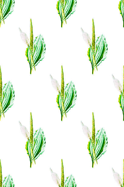 Antique color plant flower illustration: Plantago major (broadleaf plantain).Seamless wallpaper pattern background