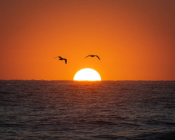 istock Seagulls in front of a Florida Beach Sunrise 2247660919